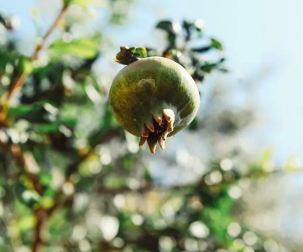 Vila Casa Di Nonna Anny *