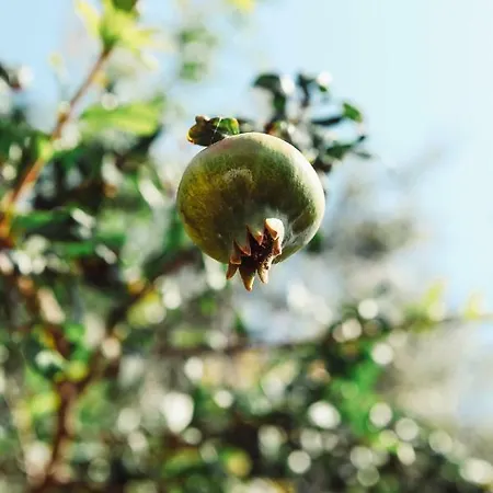 Βίλα Casa Di Nonna Anny *